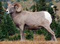 Big Horn Sheep