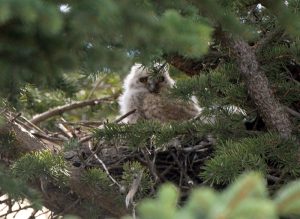 Baby Owl & Waterton